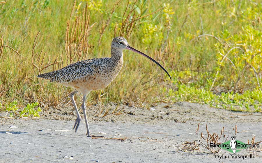 Texas winter birding tours