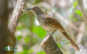 Texas winter birding tours