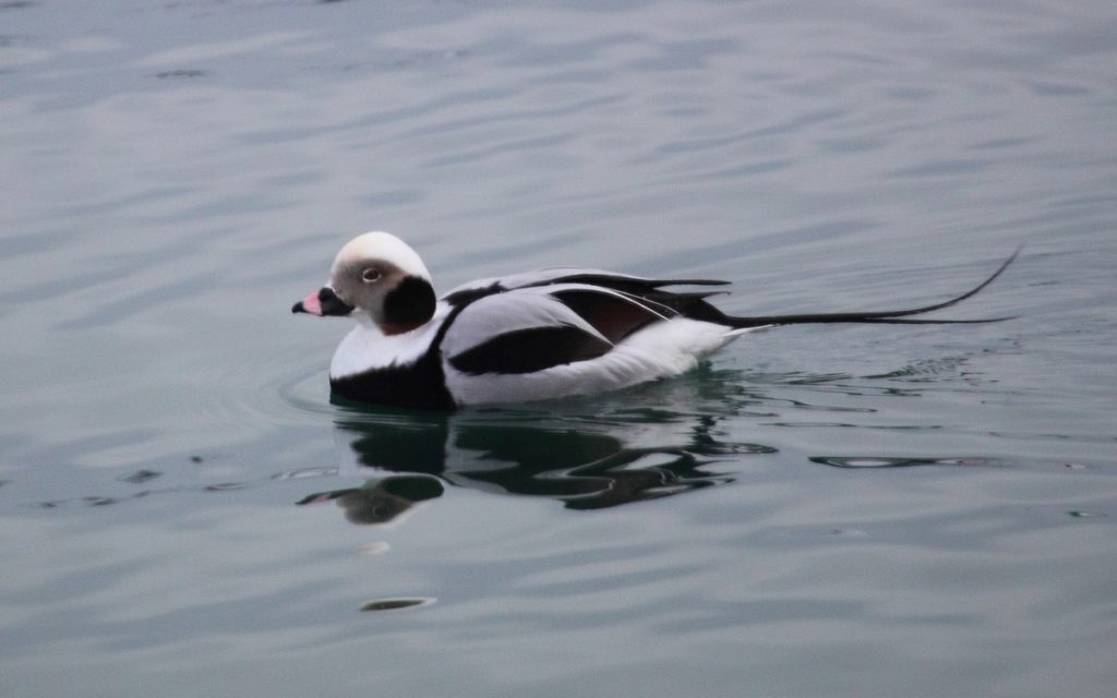 Japan pelagic extension