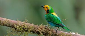 Colombia birding tour