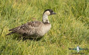 Hawaii birding tours