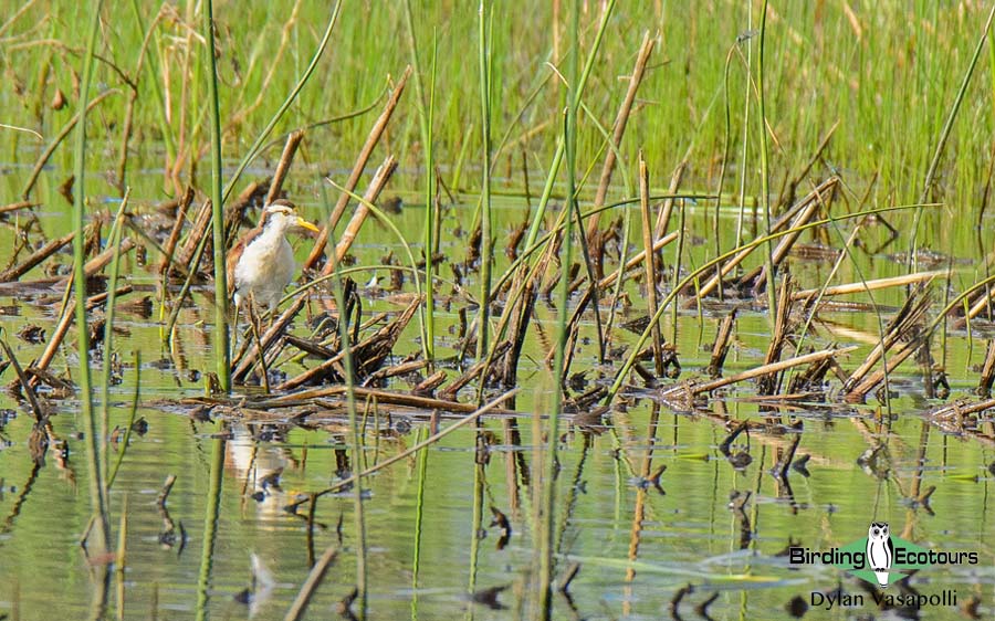 Texas winter birding tours