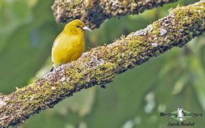 Hawaii birding tours