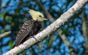 Paraguay birding tours