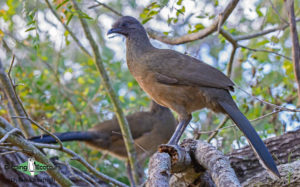 Texas winter birding tours