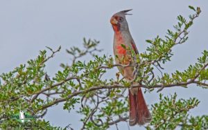 Texas winter birding tours