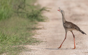 Paraguay birding tours