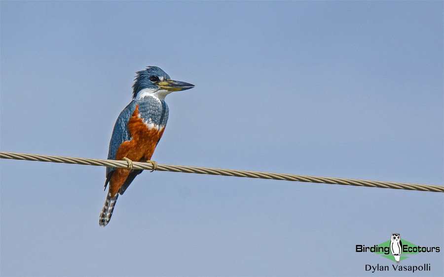 Texas winter birding tours