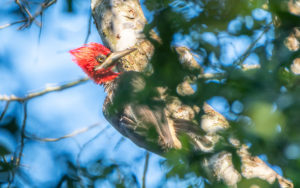 Paraguay birding tours