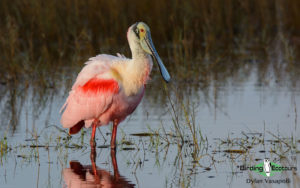 Texas winter birding tours