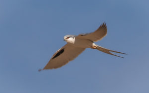 African birding tours