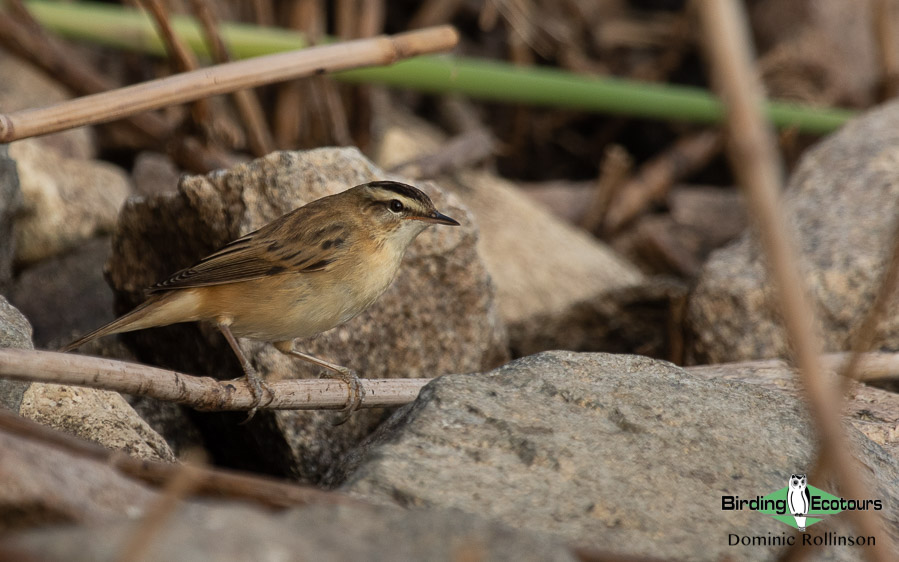 Norfolk bird trip report