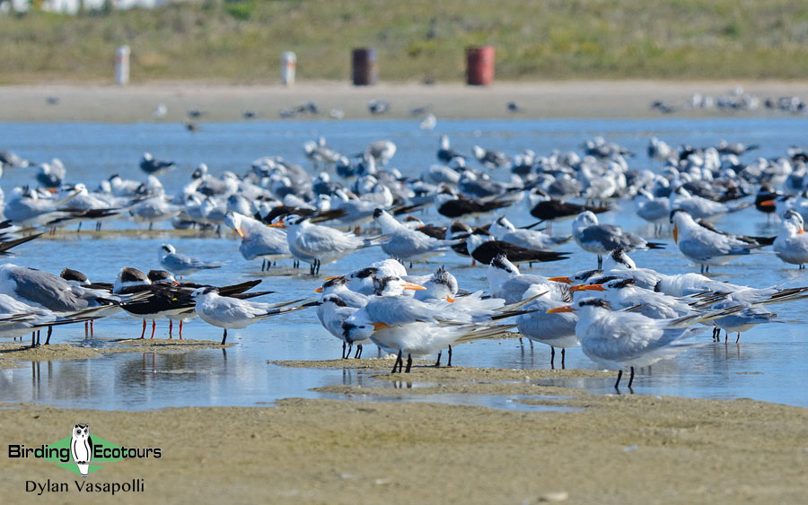 Texas winter birding tours