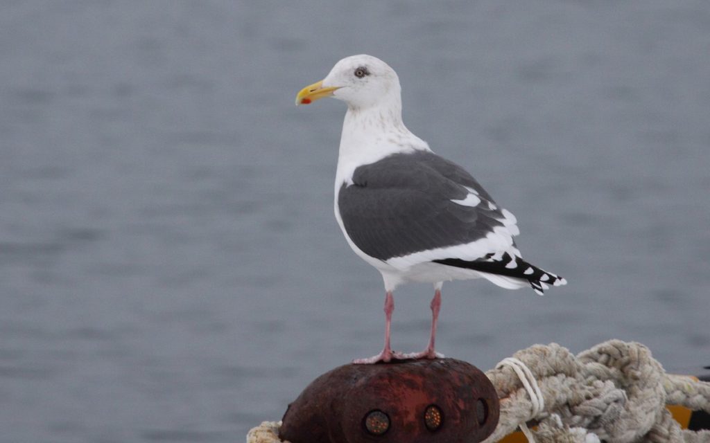 Japan pelagic extension