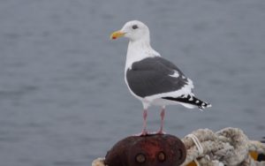 Japan pelagic extension