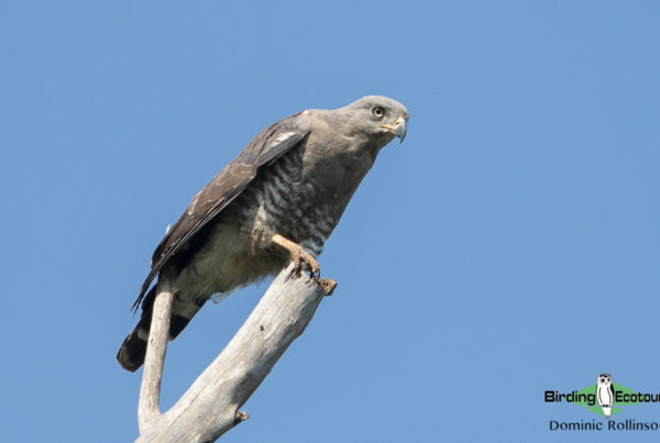 maputo special reserve
