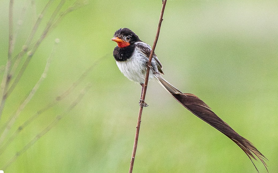 Paraguay birding tours