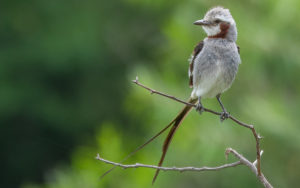 Paraguay birding tours