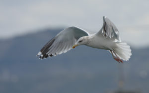 Japan birding tour