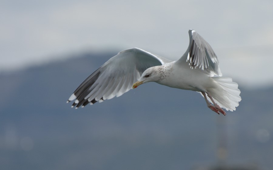 Japan pelagic extension