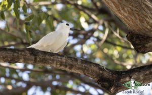 Hawaii birding tours