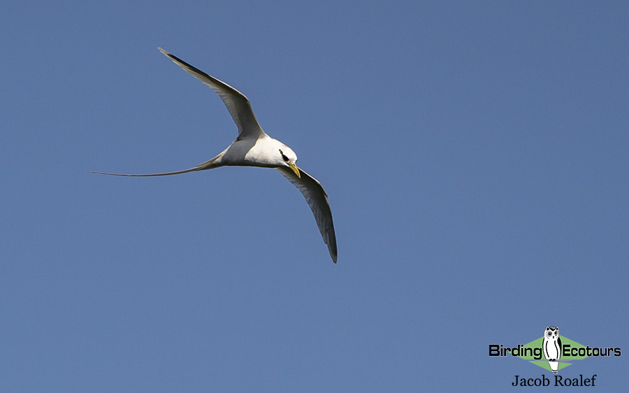 Hawaii birding tours