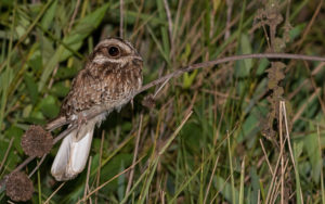 Paraguay birding tours