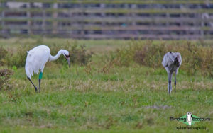 Texas winter birding tours