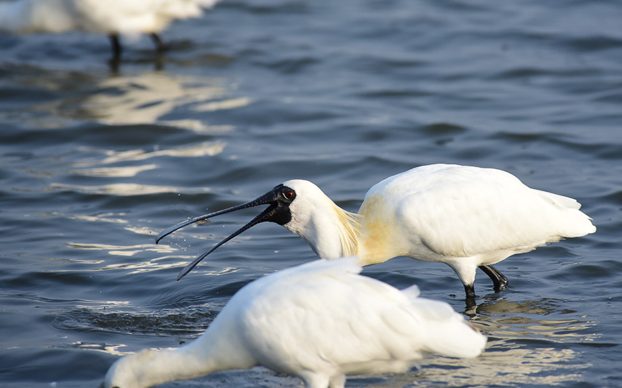 Taiwan birding tours