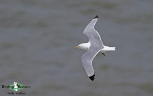 Suffolk birding tours