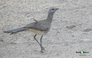 Paraguay birding tours