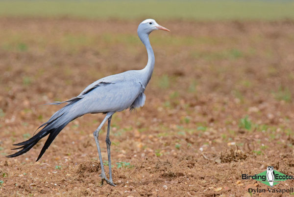 French list of birds of South Africa