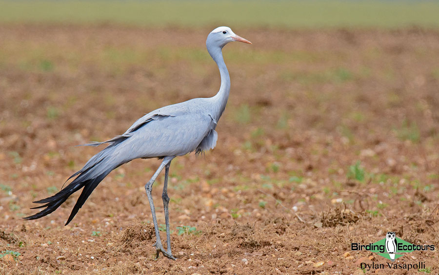 French list of birds of South Africa