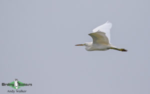 Taiwan birding tours