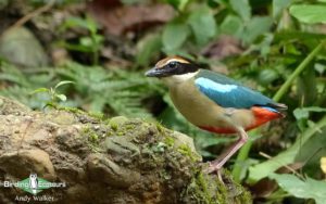 Taiwan birding tours