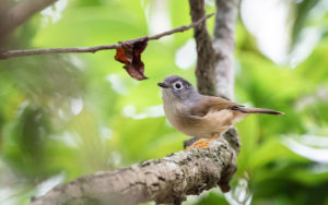 Taiwan birding tours