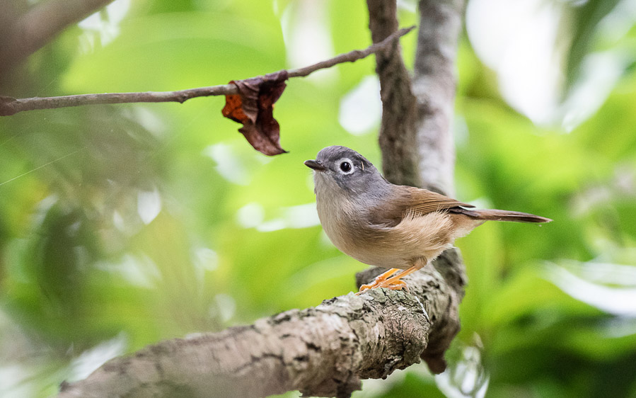 Taiwan birding tours