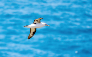 Japan pelagic extension