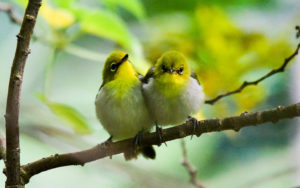 Taiwan birding tours