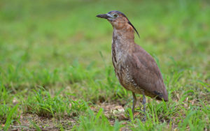 Taiwan birding tours