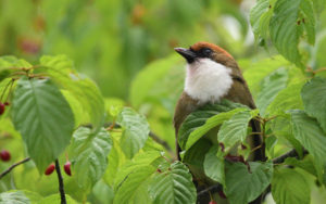 Taiwan birding tours