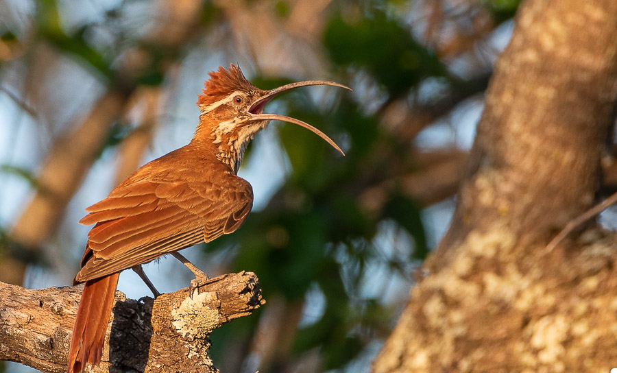 Paraguay birding tours