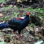 Taiwan birding tours