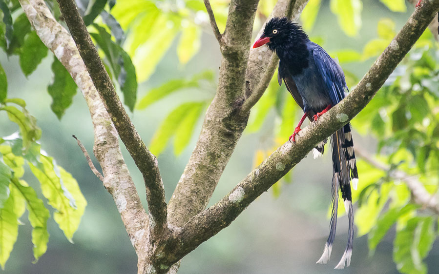 Taiwan birding tours
