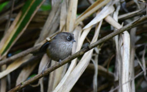 Taiwan birding tours