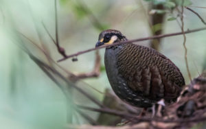 Taiwan birding tours