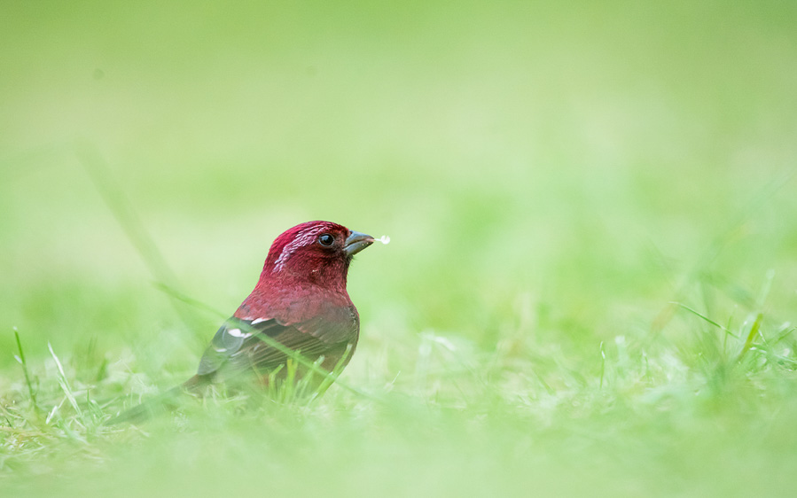 Taiwan birding tours