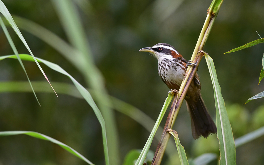 Taiwan birding tours