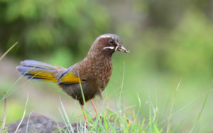 Taiwan birding tours