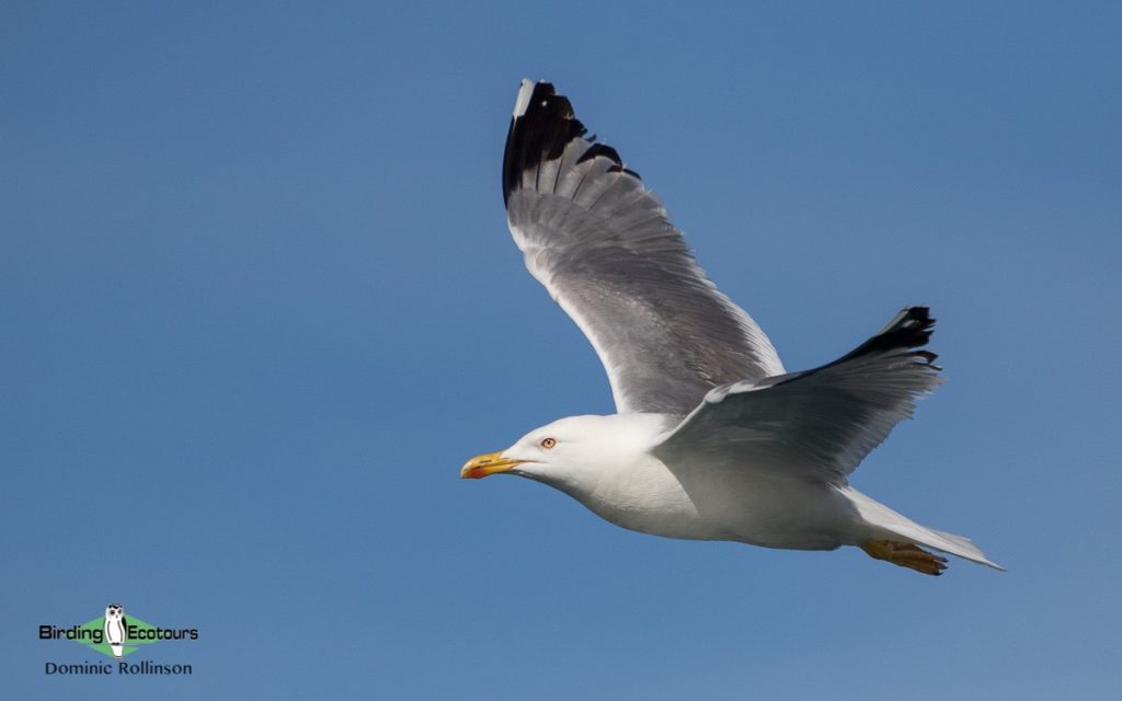 Norfolk birding